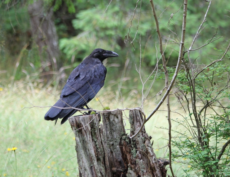 Raven on Watch